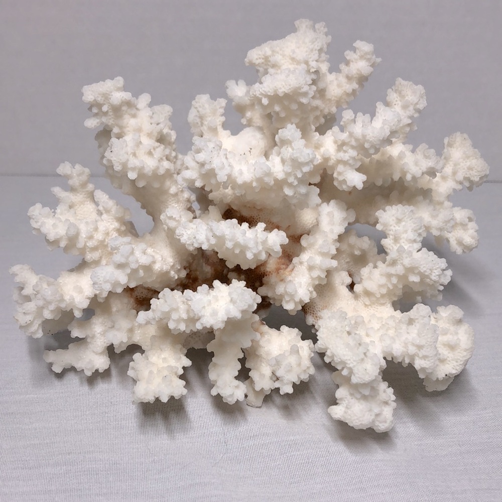 SEA CORAL TREE - Picture 4 of 8